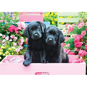 Eurographics (8500-5462) - "Black Labs in Pink Box" - 500 pieces puzzle