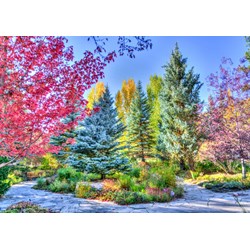 Grafika (t-00852) - "Colorful Forest, Colorado, USA" - 1500 pieces puzzle