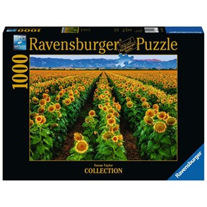 Ravensburger (15288) - Susan Taylor: "Field of Sunflowers" - 1000 pieces puzzle