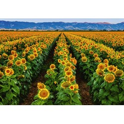 Ravensburger (15288) - Susan Taylor: "Field of Sunflowers" - 1000 pieces puzzle