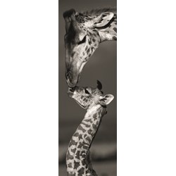 Dino (54537) - "Giraffes" - 1000 pieces puzzle