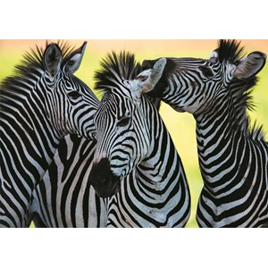 Dino (50226) - "3 Zebras" - 500 pieces puzzle