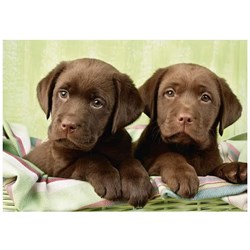 Dino (50244) - "Labradors" - 500 pieces puzzle