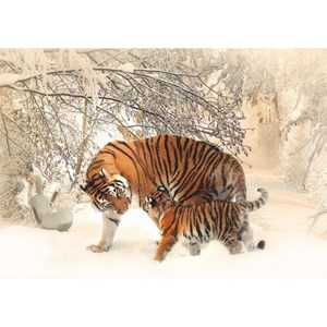 Deico (75987) - "Tigers" - 1000 pieces puzzle