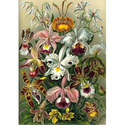 Grafika (00617) - Ernst Haeckel: "Kunstformen der Natur, Orchidae, 1904" - 1000 pieces puzzle