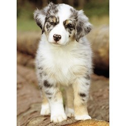 Nathan (87235) - "Australian Shepherd" - 500 pieces puzzle