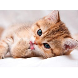 Nathan (87241) - "The Cat Toilet" - 500 pieces puzzle