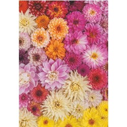 Piatnik (5518) - "Dahlias" - 1000 pieces puzzle