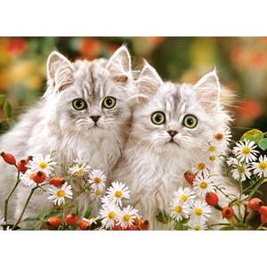 Castorland (B-222131) - "Persian Kittens" - 200 pieces puzzle
