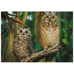 Trefl (10603) - "Owls" - 1000 pieces puzzle