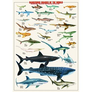 Eurographics (6000-0264) - "Dangerous Sharks of the World" - 1000 pieces puzzle