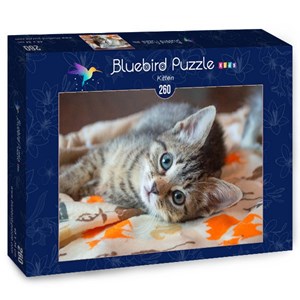 Bluebird Puzzle (70368) - "Kitten" - 260 pieces puzzle