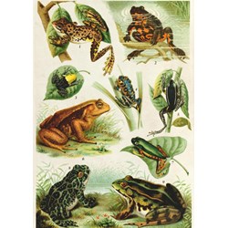 Deico (75703) - "Frogs" - 1000 pieces puzzle