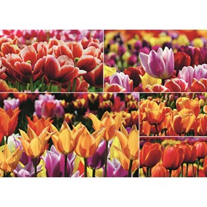 Jumbo (18364) - "Holland Tulips" - 1000 pieces puzzle
