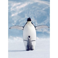 Eurographics (6000-1246) - "Penguin & Chick" - 1000 pieces puzzle