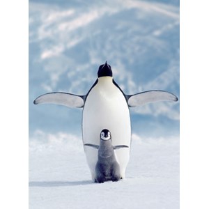 Eurographics (6000-1246) - "Penguin & Chick" - 1000 pieces puzzle