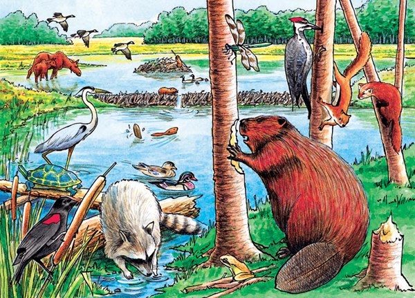 Cobble Hill (58802) - "The Beaver Pond" - 35 pieces puzzle