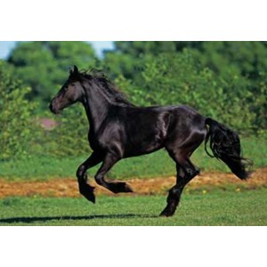 Anatolian (PER3569) - "Friesian Galloping" - 500 pieces puzzle