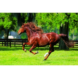 Trefl (10201) - "In The Gallop" - 1000 pieces puzzle