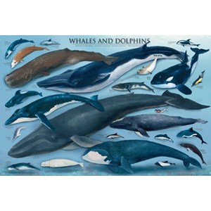Eurographics (6000-0082) - "Whales & Dolphins" - 1000 pieces puzzle