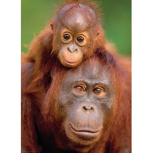 Eurographics (6000-0638) - "Orangutan & Baby" - 1000 pieces puzzle