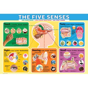 Eurographics (6200-0305) - "The Five Senses" - 200 pieces puzzle