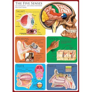 Eurographics (6000-0305) - "The Five Senses" - 1000 pieces puzzle