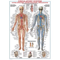 Eurographics (6000-4940) - "Circulatory System" - 1000 pieces puzzle