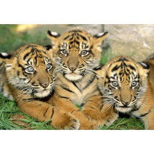 Educa (15965) - "Tiger Cubs" - 500 pieces puzzle