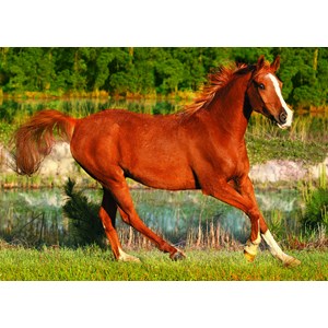 Trefl (371840) - "The Beauty Of Gallop" - 500 pieces puzzle
