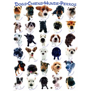 Eurographics (8300-1510) - "Dog Breeds" - 300 pieces puzzle