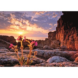 Heye (29671) - Alexander von Humboldt: "Red Campion" - 1000 pieces puzzle