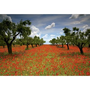 Educa (15992) - "Poppy Field" - 1000 pieces puzzle