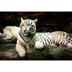 Trefl (260755) - "Bengal Tiger" - 1500 pieces puzzle