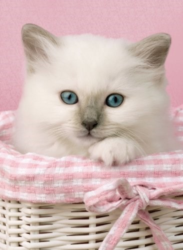 Clementoni (30391) - "Sweet Eyes" - 500 pieces puzzle