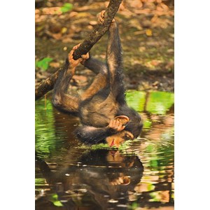 Clementoni (39301) - "Chimpanzee" - 1000 pieces puzzle