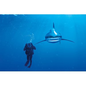 Clementoni (39303) - "Ocean Whitetip Shark" - 1000 pieces puzzle