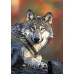 Grafika Kids (00516) - "Wolf" - 100 pieces puzzle