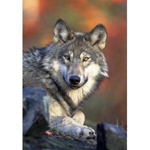 Grafika Kids (00516) - "Wolf" - 100 pieces puzzle