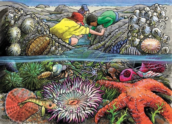 Cobble Hill (58805) - "Exploring the Seashore" - 35 pieces puzzle