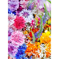 Grafika (01640) - "Flower Blast" - 300 pieces puzzle